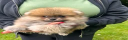 Pomeriaan honden te koop: 🌺Pomeranian🌺 - Advertentie 18