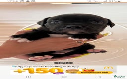 Old English Bulldog honden te koop: Old english bulldog x pocket bully xl  - Afbeelding 3