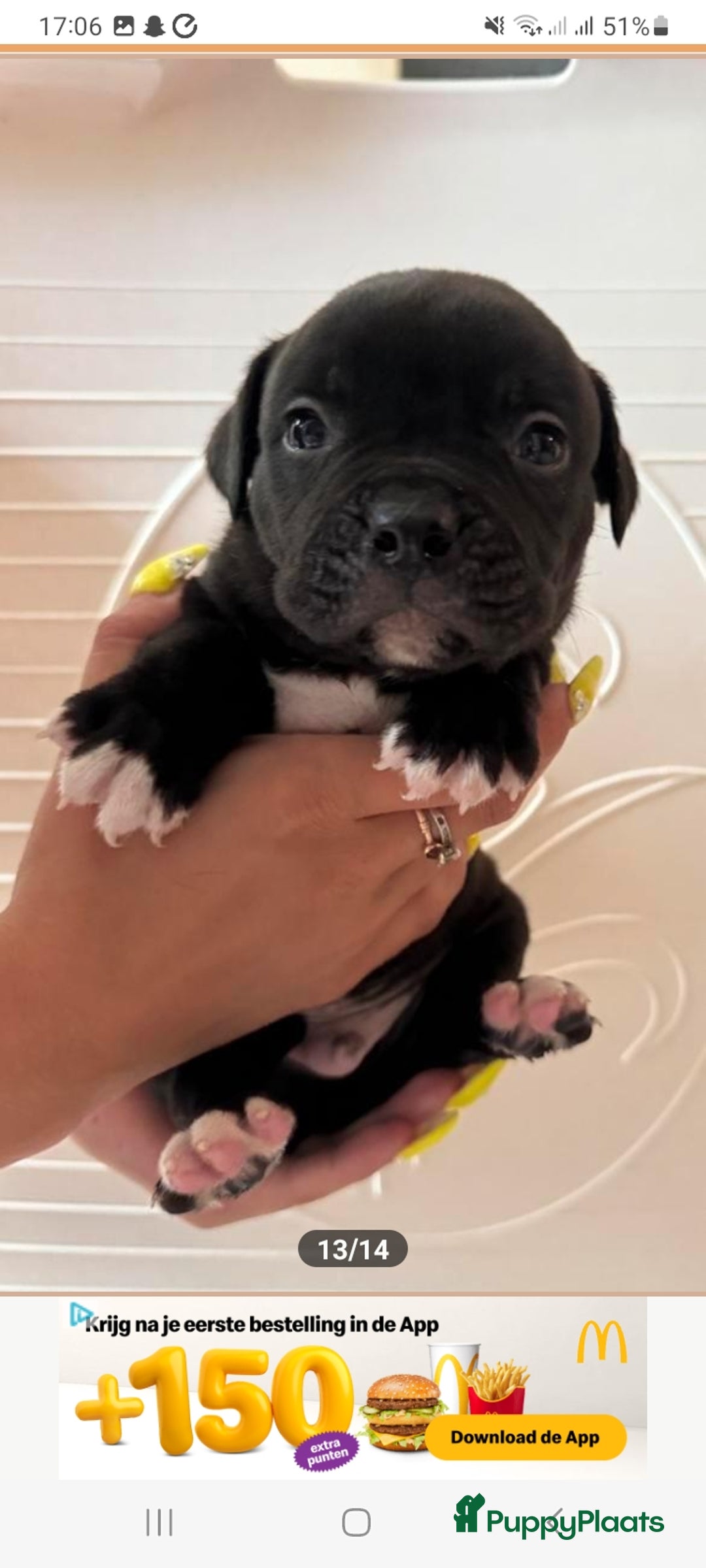 Old English Bulldog honden te koop: Old english bulldog x pocket bully xl  - Afbeelding 3