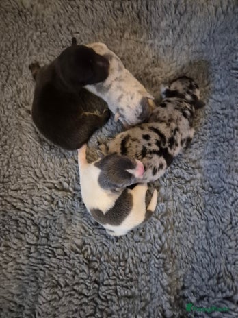 Jack Russel Terriër honden Mooie jack russell pups - Advertentie 1