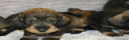 Ruwhaar Teckel honden te koop: Ruwhaar Dwerg/Kaninchen teckel pups met stamboom. - Advertentie 3