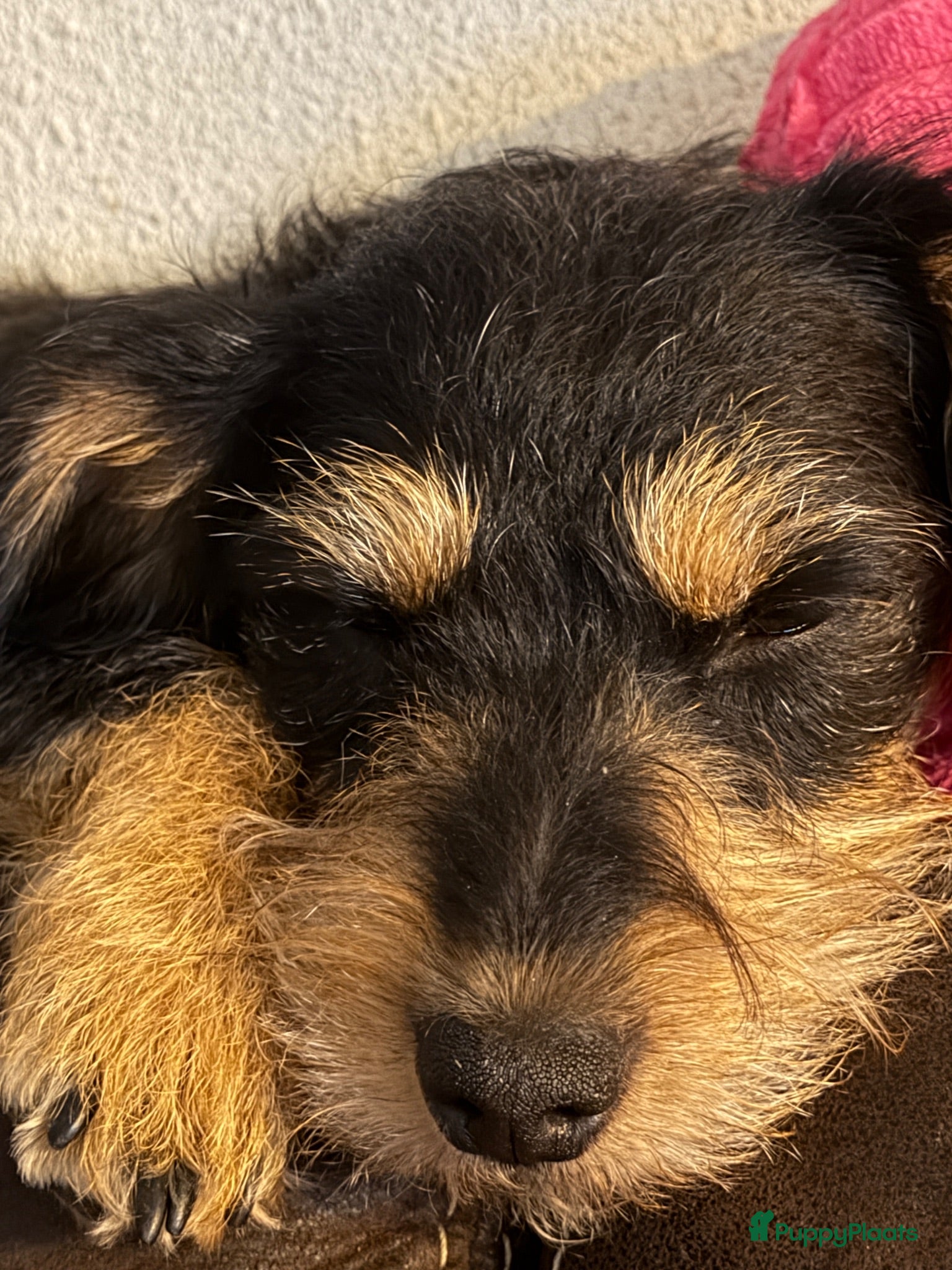 Kruising honden Teckel puppy’s opkomst!  - Advertentie 3