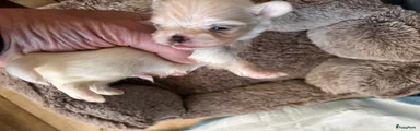 Maltezer 3