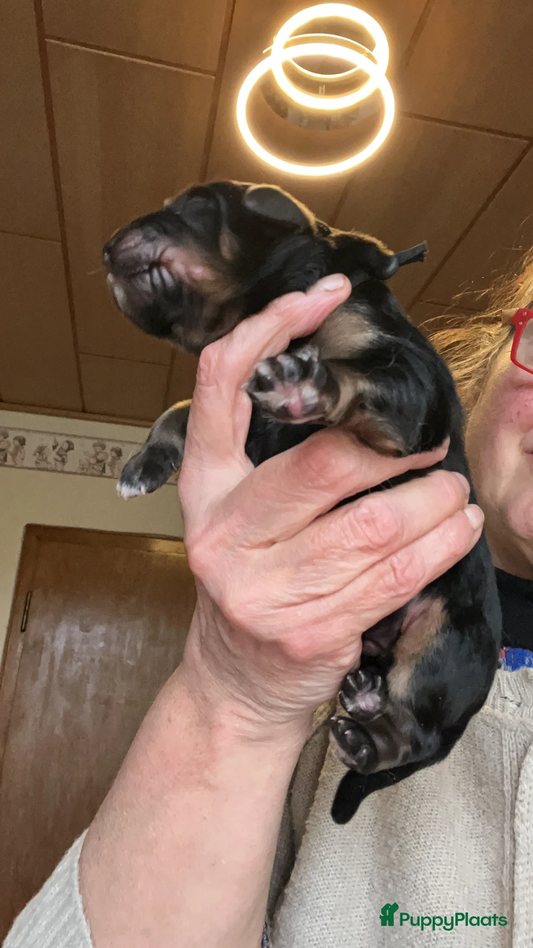 Hovawart honden te koop: Hovawart-puppy's met stamboom  - Advertentie 3