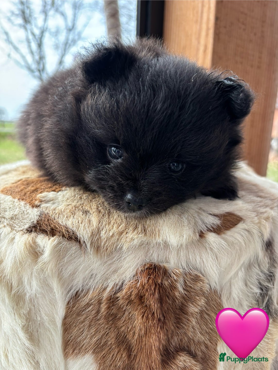 Pomeriaan honden te koop: Pomeriaan pups - Advertentie 8