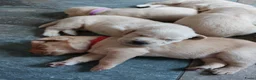 Goldador honden te koop: Prachtige Goldador pups - Advertentie 11