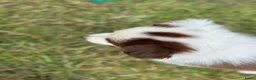 Border Collie honden te koop: Nog 2 mooie border collie dametjes - Advertentie 12