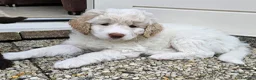 Kruising honden te koop: Wit medium doodle teefje!! - Advertentie 30