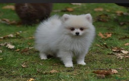 Pomeriaan honden te koop: 6(nog 2)Prachtig gekleurde kleine Pommeriaantjes!  - Advertentie 1