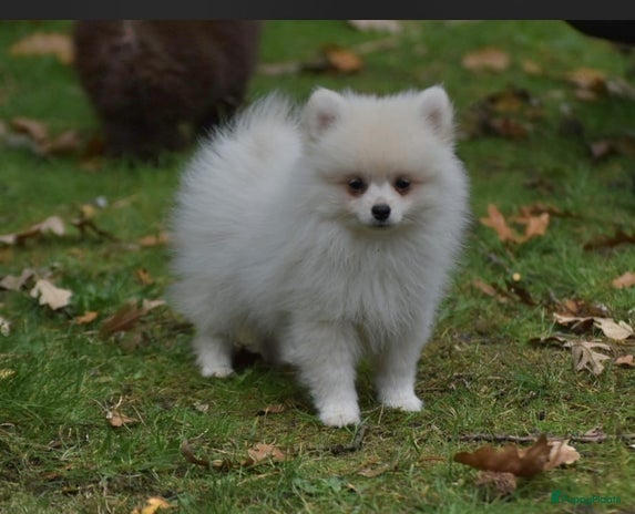 Pomeriaan honden - Advertentie 2