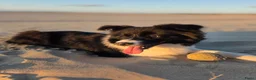Border Collie honden ter dekking: Showline Border Collie Fenna - Advertentie 4