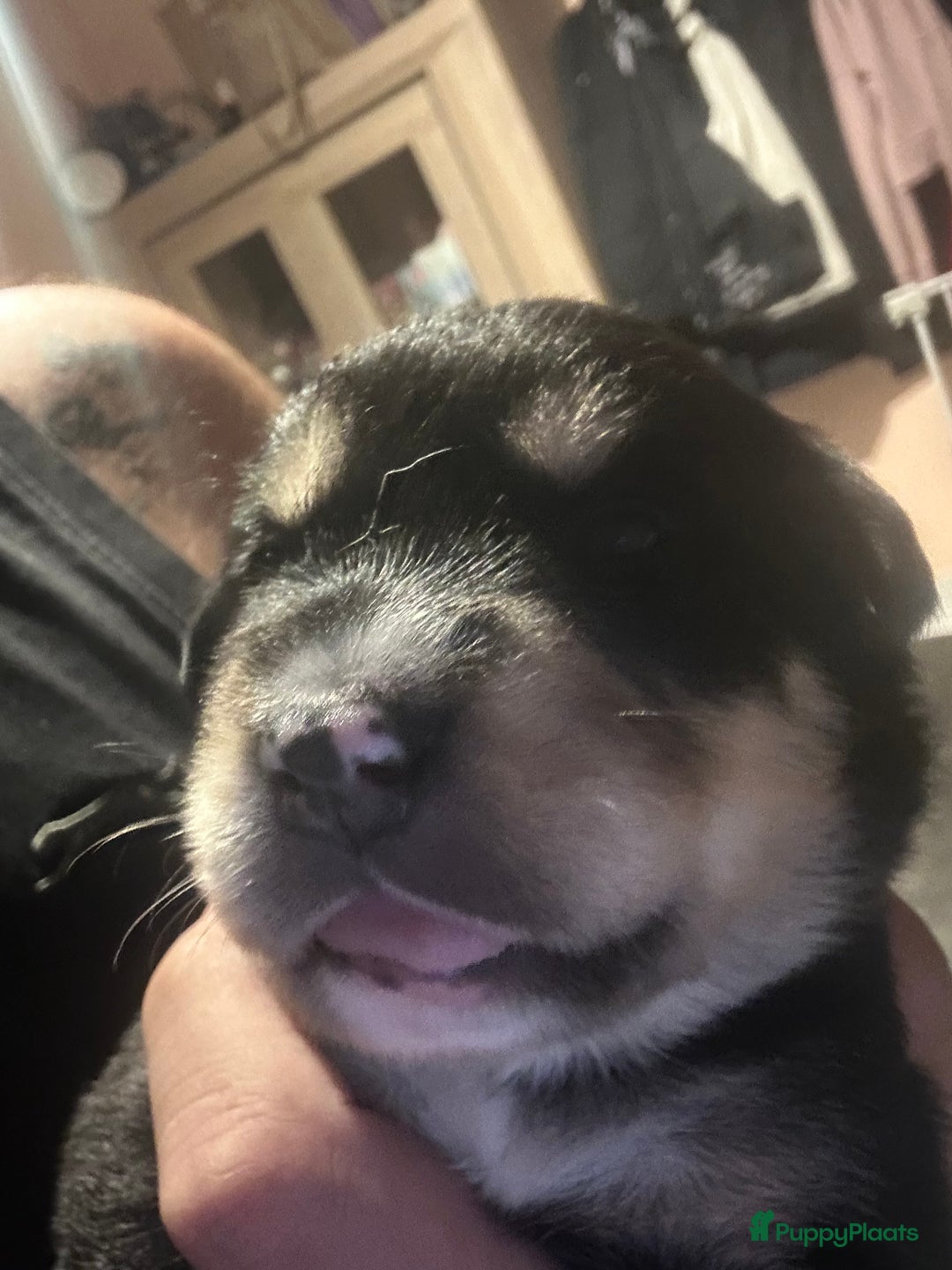 Kruising honden te koop: Liefdevolle bernsky pups  - Afbeelding 7