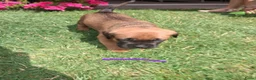 Kruising honden te koop: Unieke leuke kruising Labrador Boxer x Boxer pups. - Advertentie 3