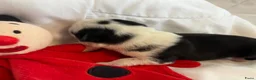 Mopshond honden te koop:  Onze prachtige Mopspuppy’s zijn geboren! 🐾 - Advertentie 3