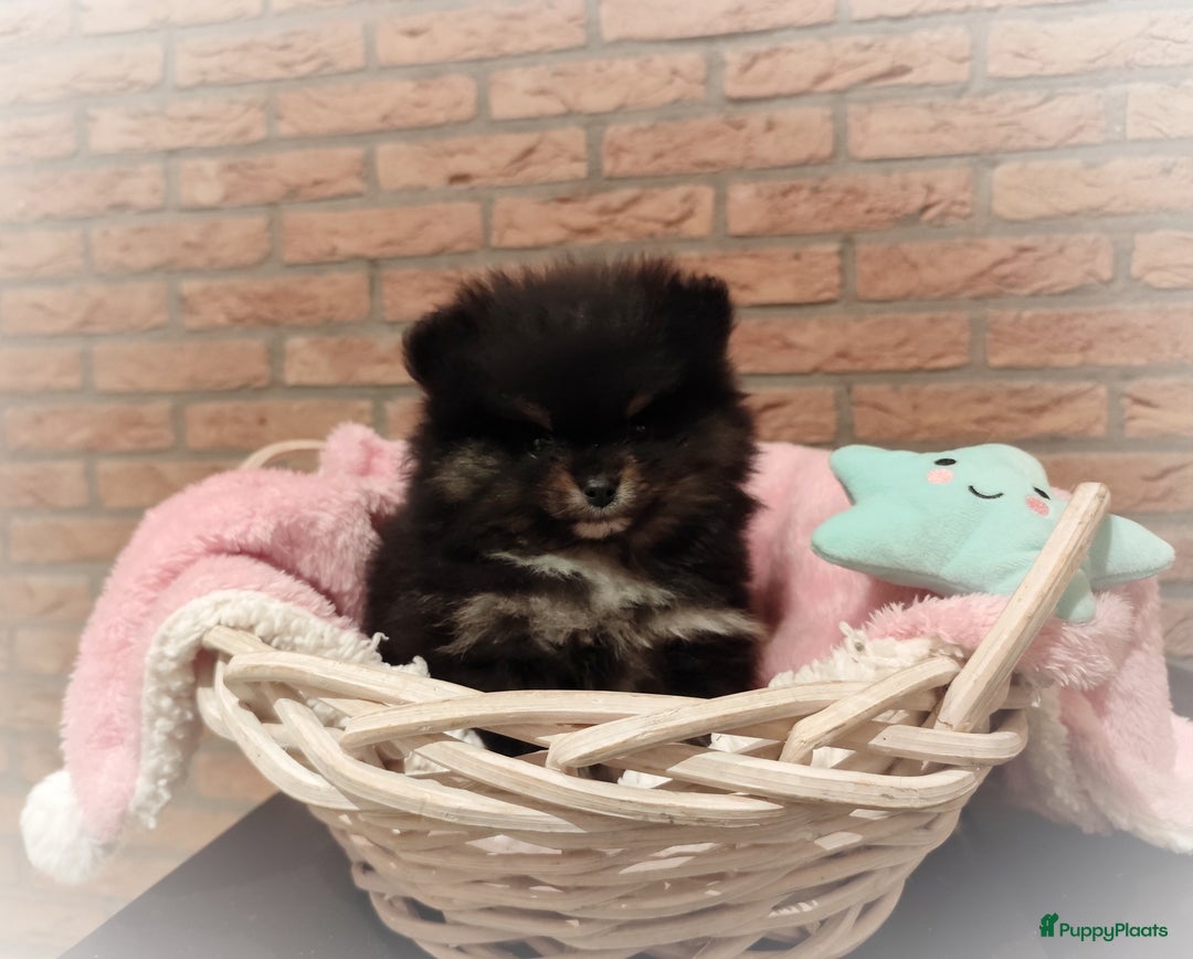 Pomeriaan honden te koop: Super snoezige mini pomeranian puppy ❤️ - Advertentie 2