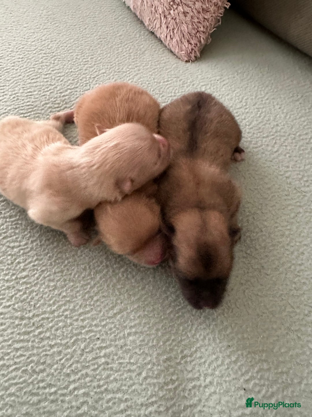 Pomeriaan honden te koop: Pomeriaan puppy’s  - Advertentie 12