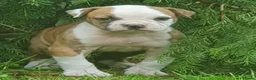 Amerikaanse Bulldog honden te koop: Prachtige Amerikaanse bulldog pups met stamboom - Advertentie 6