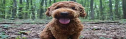 Australian Labradoodle honden te koop: Nog 1 Australian Labradoedle teefje te koop - Advertentie 4