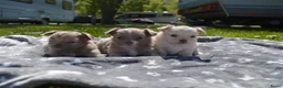 Chihuahua honden te koop: Langharige Chihuahua puppy’s  - Advertentie 18
