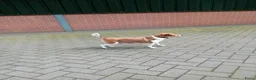 Boerenfox honden te koop: Prachtige 100% boerenfox pups met unieke kleuren - Advertentie 3