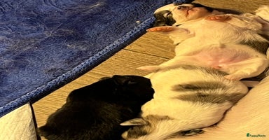 Chihuahua honden - Advertentie 1