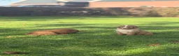 Kruising honden te koop: Nova Scotia Duck Tolling Retriever pups - Advertentie 9