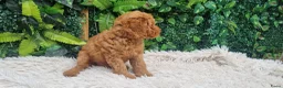 Labradoodle honden te koop: labradoodle pups zo goed als zindelijk🥰  - Advertentie 3