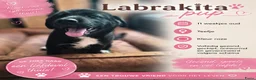 Kruising honden te koop: Laatste Labrakita pup teefje zoekt nieuw huisje - Advertentie 6
