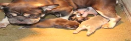 Franse Bulldog honden te koop: Franse Bulldog pups goed opgevoed- België  - Advertentie 8
