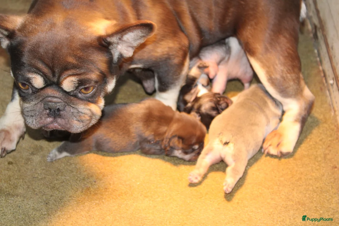 Franse Bulldog honden te koop: Franse Bulldog pups goed opgevoed- België  - Advertentie 8