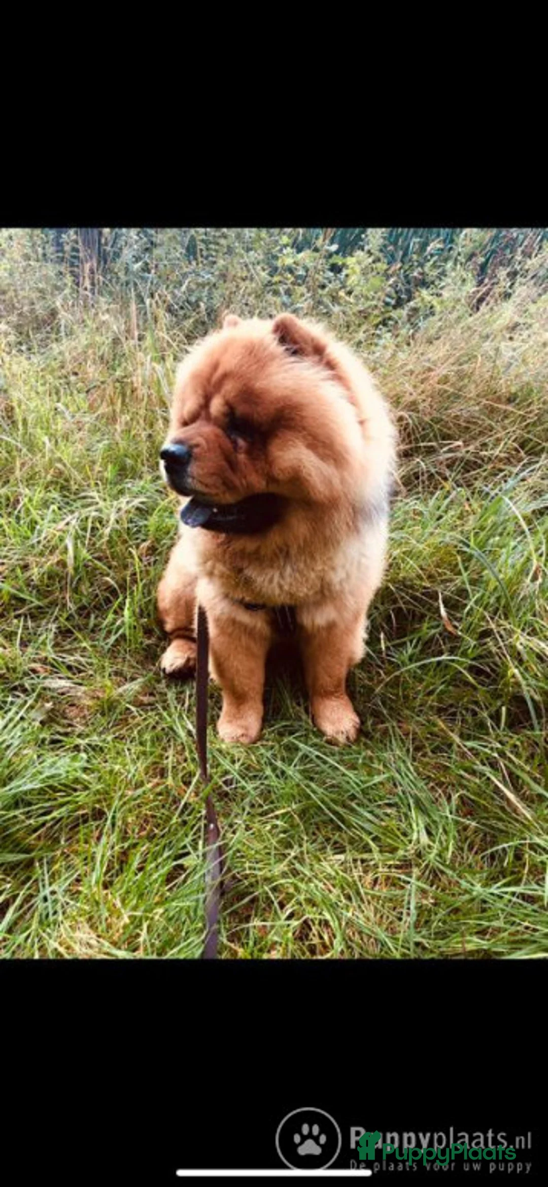 Chow Chow honden ter dekking: Dek reu chowchow opgegroeid in gezinssituatie in Schijndel - Advertentie 5