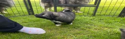 Keeshond honden te koop: Wolfsgrijze keeshond pups - Advertentie 9