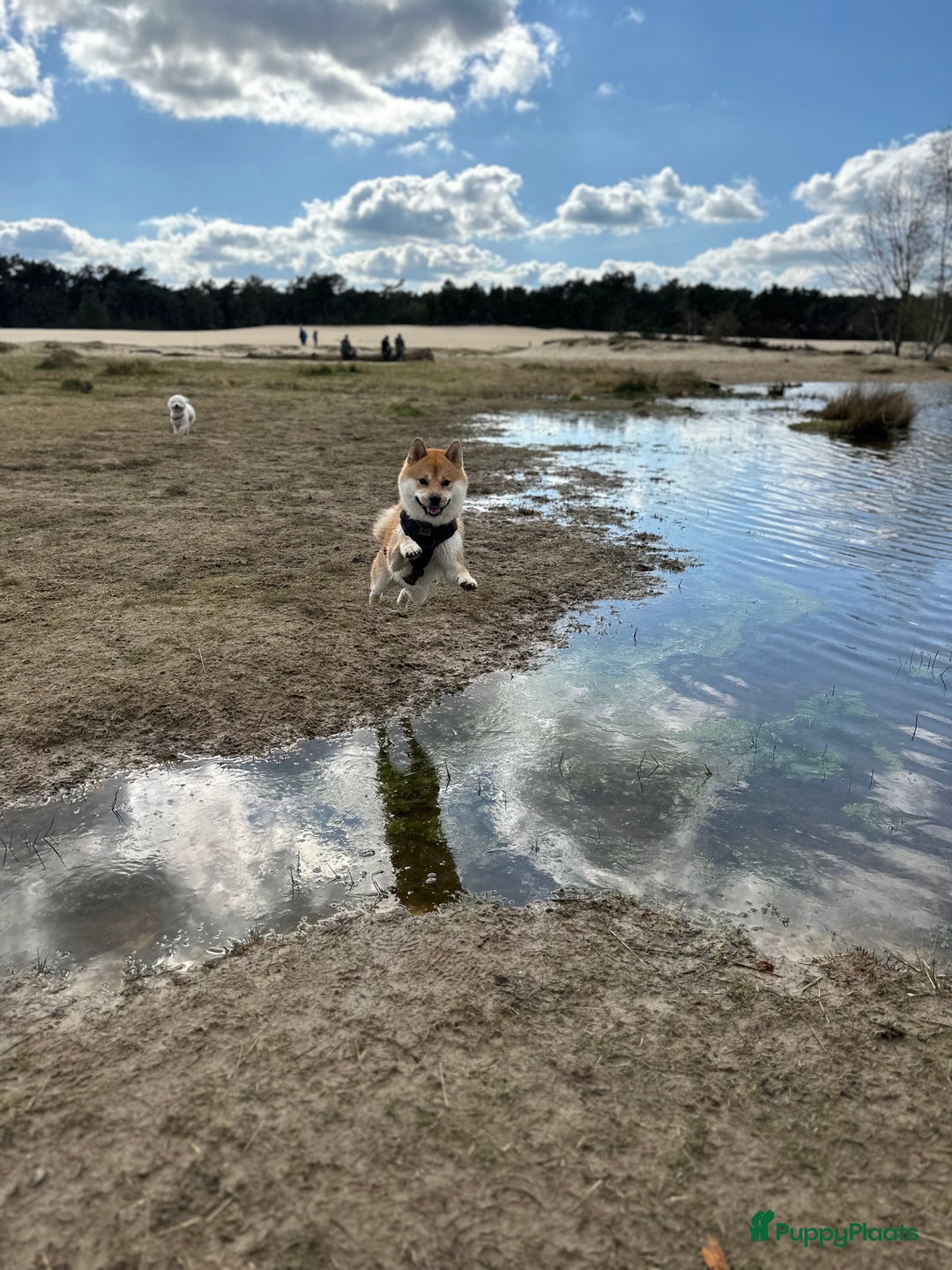 Shiba honden ter dekking: Dek reu Shiba Inu - Advertentie 5