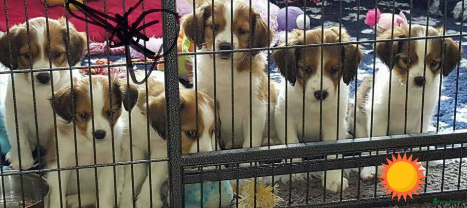 Kooikerhondje honden Schitterende kooikerpups - Advertentie 2