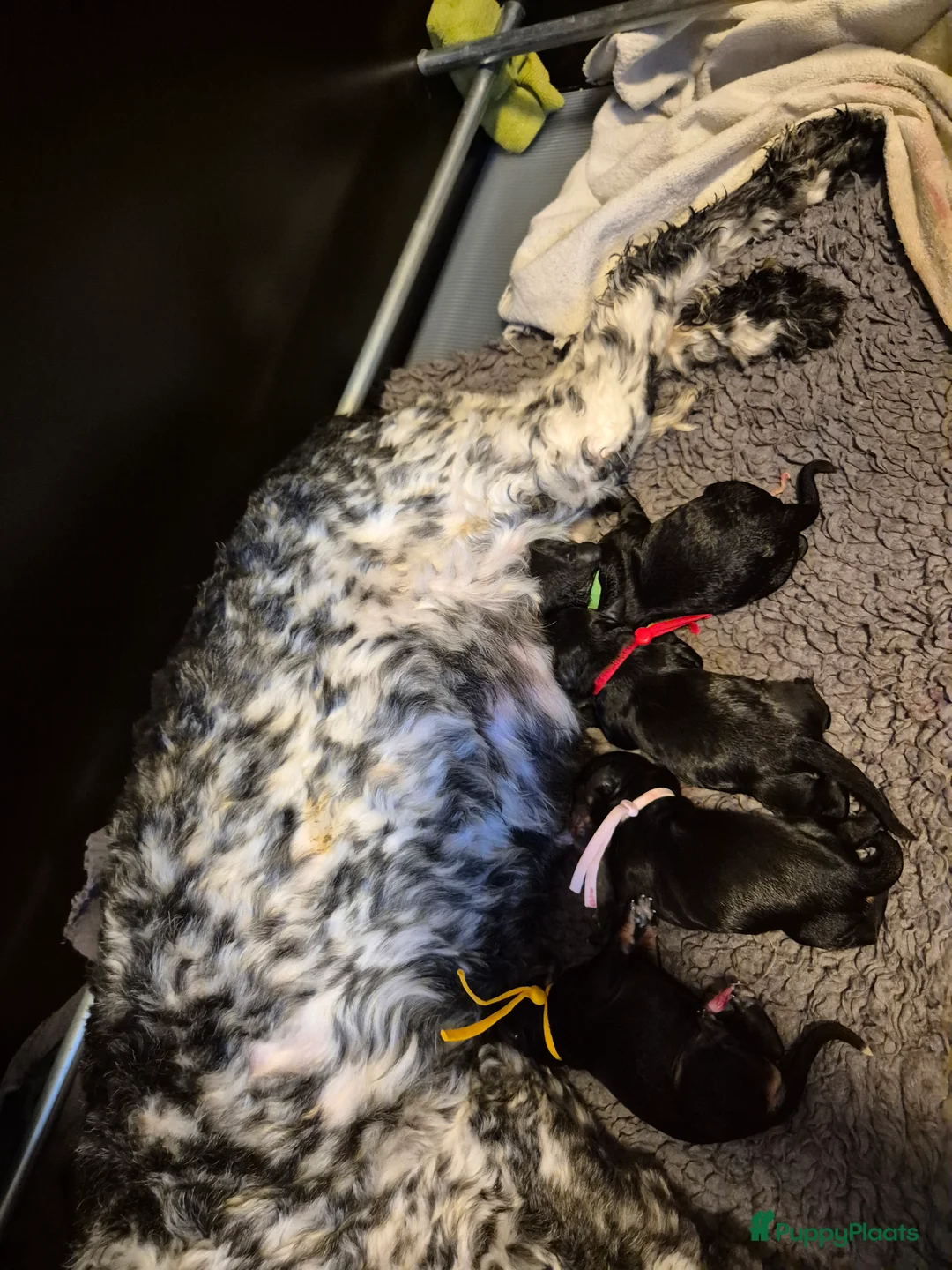 Cockapoo honden te koop: Cockapoo puppy's  - Advertentie 2