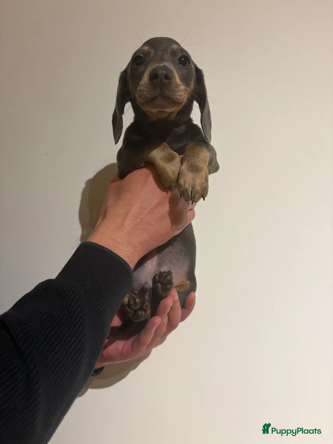 Teckel (korthaar)  honden te koop: Dwerg Teckels puppy’s zoeken een warm nest. - Advertentie 16