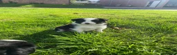 Border Collie honden te koop: Border Collie pups - Advertentie 10