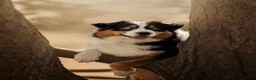 Australian Shepherd honden te koop: Australian Shepherd reu in Culemborg - Advertentie 10