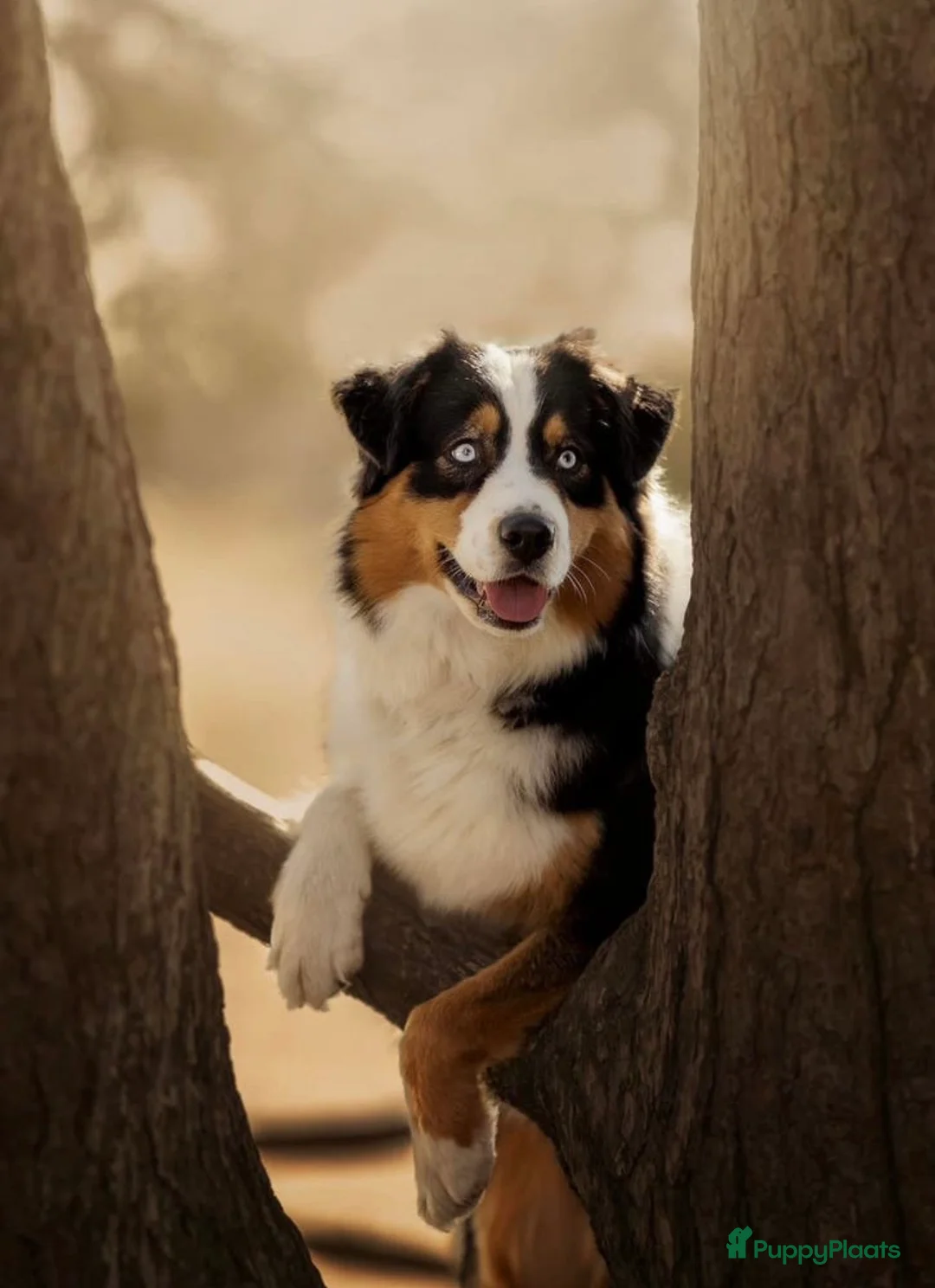 Australian Shepherd honden te koop: Australian Shepherd reu in Culemborg - Advertentie 10