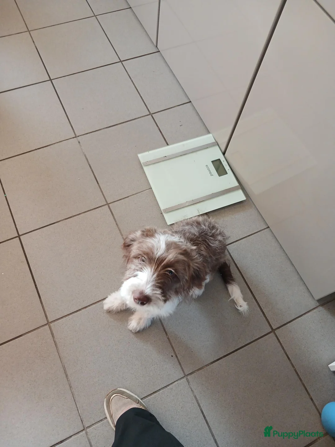 Kruising honden te koop: Lieve australische herder  - Advertentie 2