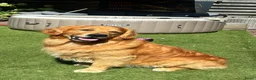 Kruising honden te koop: Prachtige Pups echt uit liefde geboren. ❤️🐶 - Advertentie 5