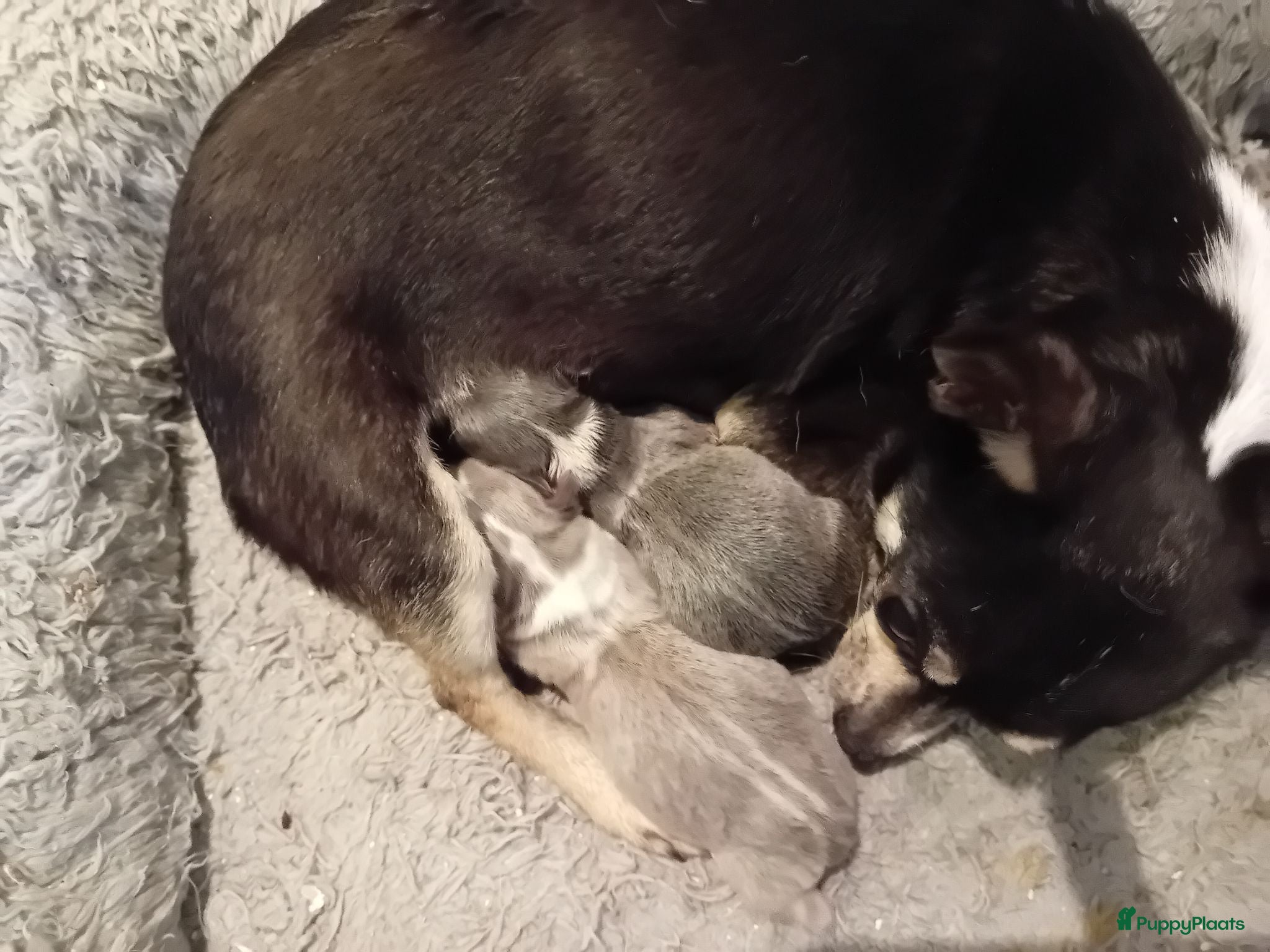 Chihuahua honden Prachtige kortharige chihuahuapups - Advertentie 4