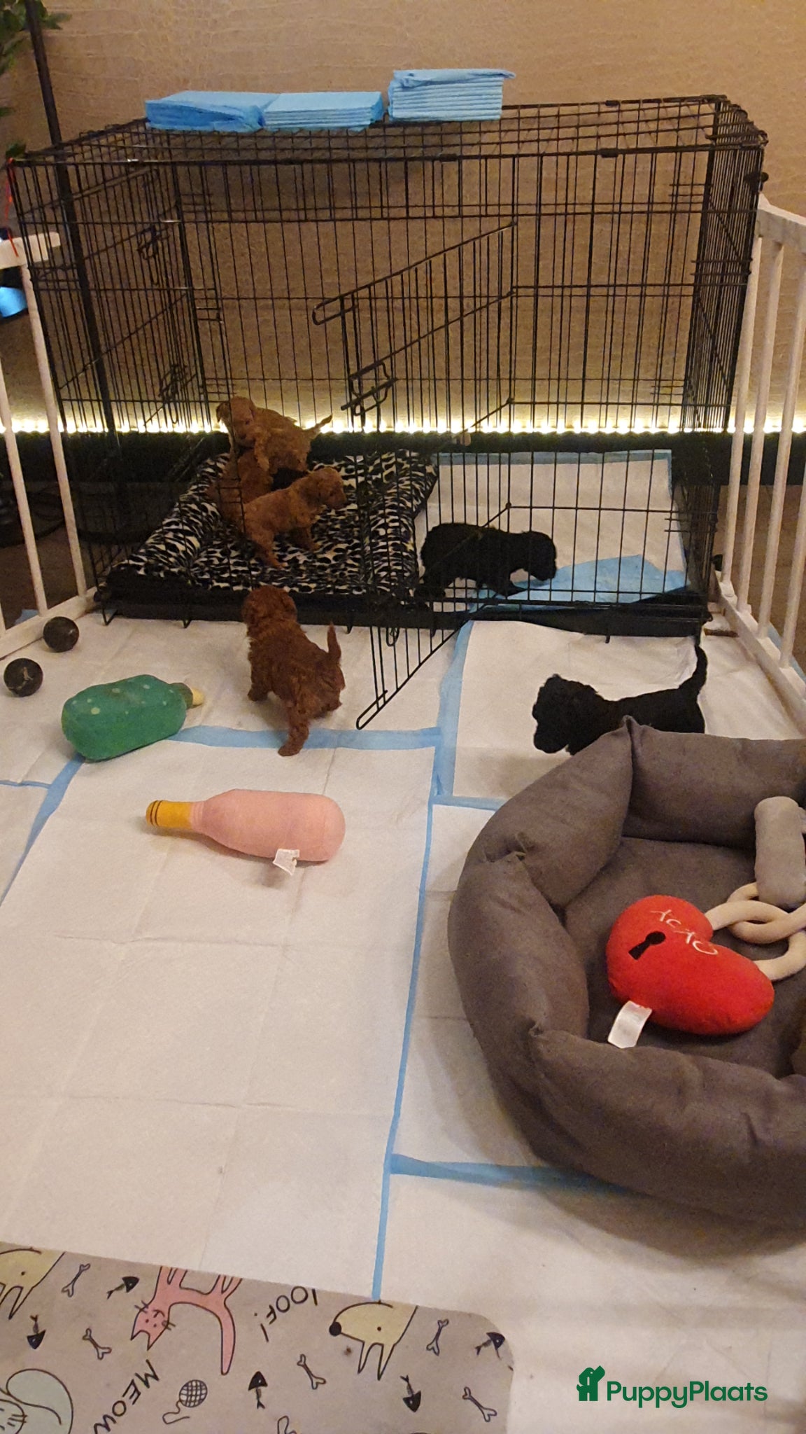 Kruising honden Dwerg x toy poedel pups bijzonder mooi - Advertentie 11