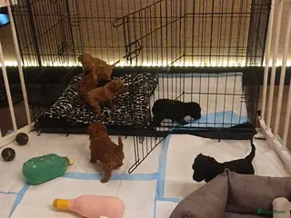 Kruising honden Dwerg x toy poedel pups bijzonder mooi - Advertentie 11