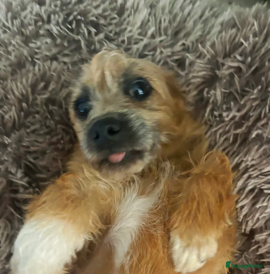 Kruising honden te koop: Laatste 2 knappe reutjes  - Advertentie 2