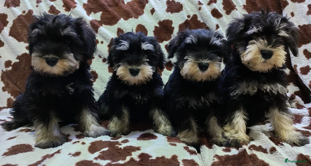 Dwergschnauzer honden te koop: Dwergschnauzer pups - Advertentie 1