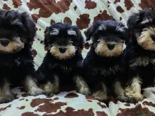Dwergschnauzer honden Dwergschnauzer pups - Advertentie 1