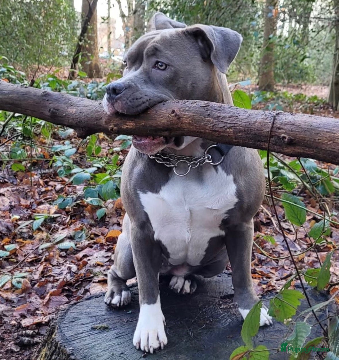 American Staffordshire Terriër honden Amerikaanse Stafford puppy’s  - Advertentie 2