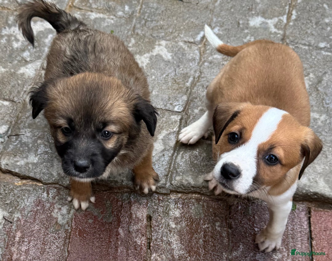 Kruising honden ter adoptie: jongen Eliot  zoekt een gouden mandje  - Advertentie 5