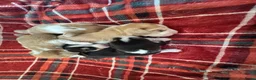 Beagle honden te koop: Beaglepups geboren!!! - Advertentie 7